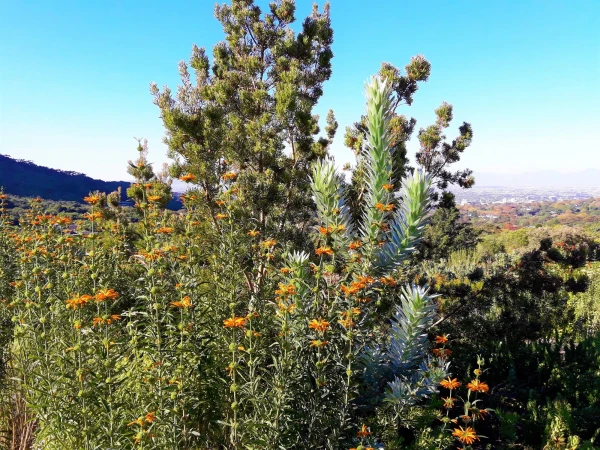 Ботанический Сад Kirstenbosch National Botanical Garden