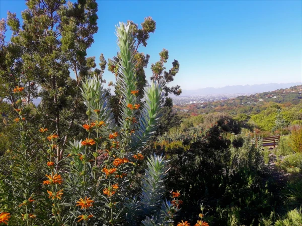 Ботанический Сад Kirstenbosch National Botanical Garden