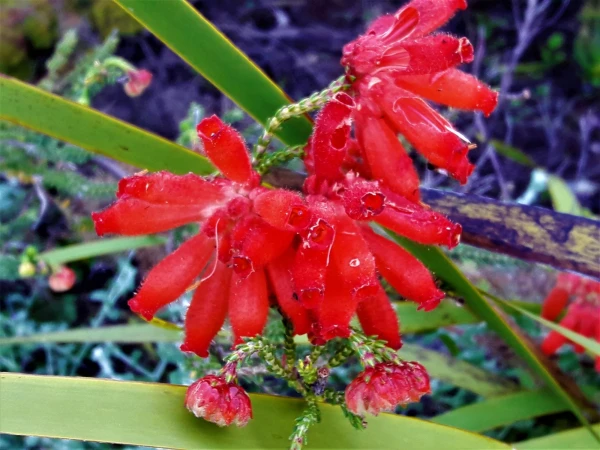 Ботанический Сад Kirstenbosch National Botanical Garden
