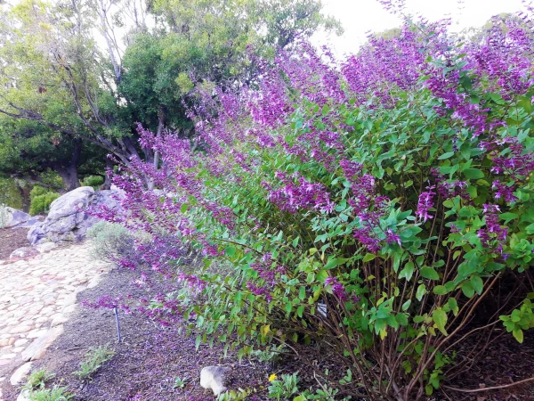 Ботанический Сад Kirstenbosch National Botanical Garden