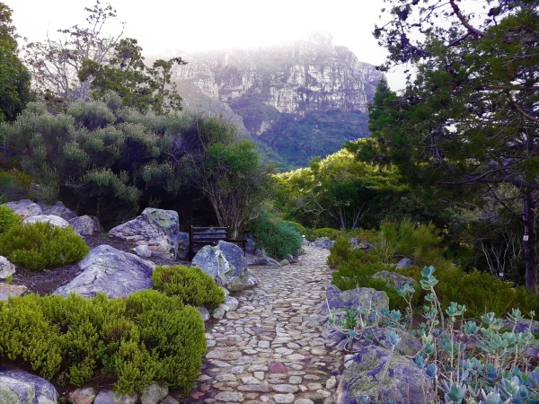 Ботанический Сад Kirstenbosch National Botanical Garden