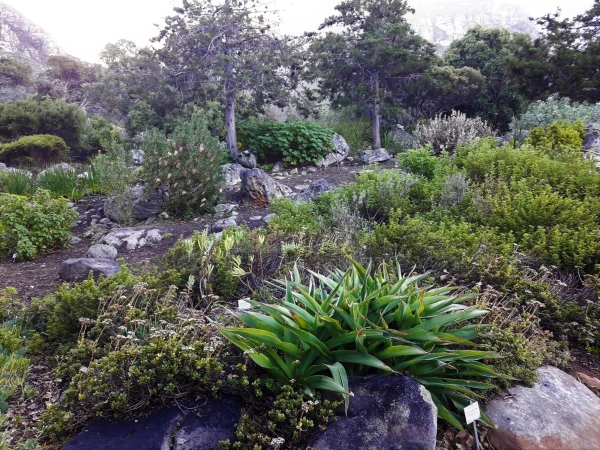 Ботанический Сад Kirstenbosch National Botanical Garden