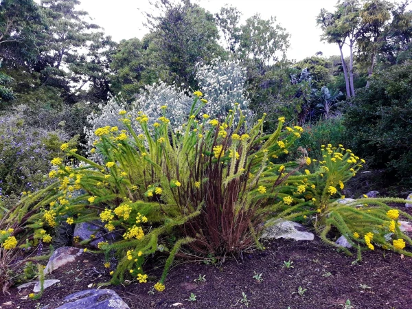 Ботанический Сад Kirstenbosch National Botanical Garden