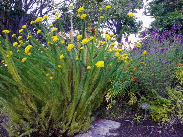 Ботанический Сад Kirstenbosch National Botanical Garden
