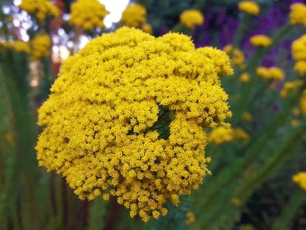 Ботанический Сад Kirstenbosch National Botanical Garden