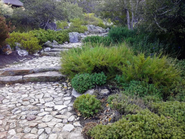 Ботанический Сад Kirstenbosch National Botanical Garden