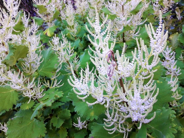 Ботанический Сад Kirstenbosch National Botanical Garden