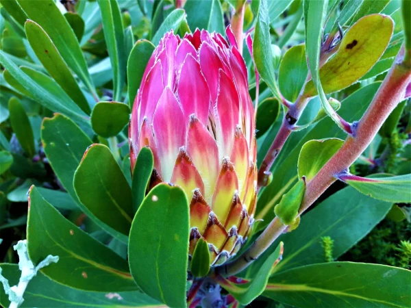 Ботанический Сад Kirstenbosch National Botanical Garden