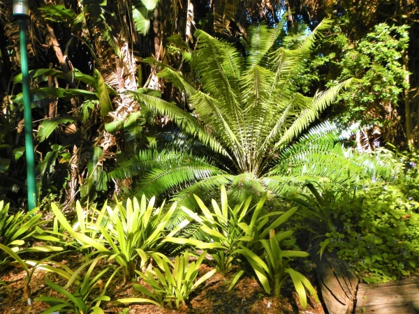 Ботанический Сад Kirstenbosch National Botanical Garden