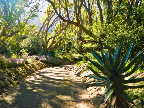 Ботанический Сад Kirstenbosch National Botanical Garden