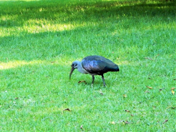 Ботанический Сад Kirstenbosch National Botanical Garden