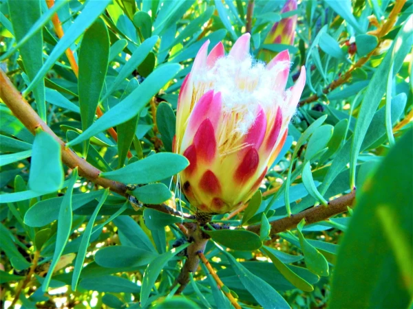 Ботанический Сад Kirstenbosch National Botanical Garden