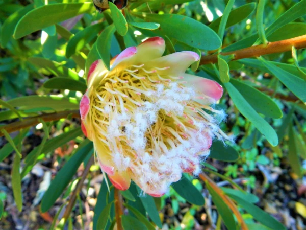 Ботанический Сад Kirstenbosch National Botanical Garden
