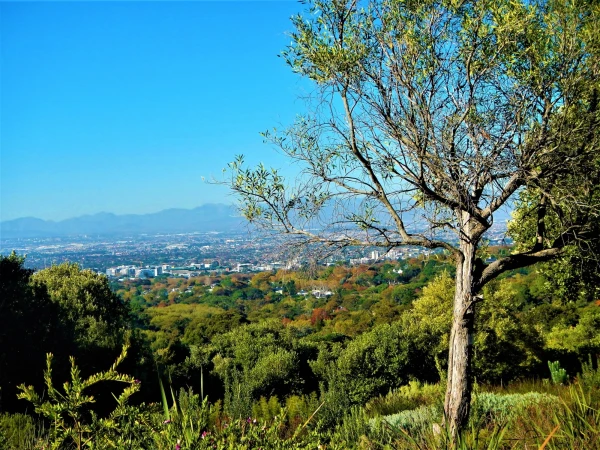 Ботанический Сад Kirstenbosch National Botanical Garden