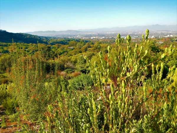 Ботанический Сад Kirstenbosch National Botanical Garden