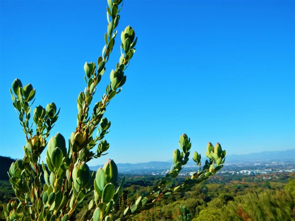 Ботанический Сад Kirstenbosch National Botanical Garden