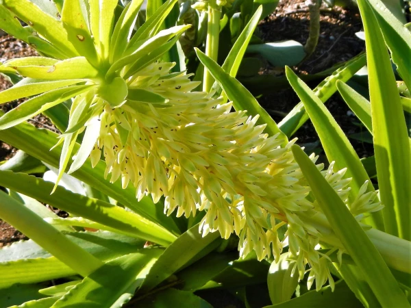 Ботанический Сад Kirstenbosch National Botanical Garden