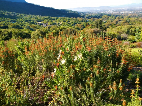 Ботанический Сад Kirstenbosch National Botanical Garden