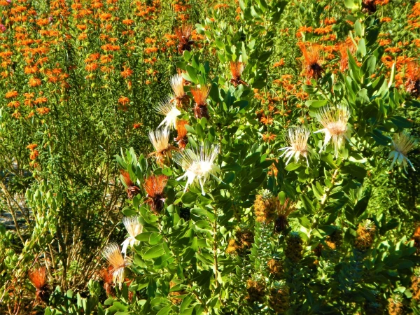 Ботанический Сад Kirstenbosch National Botanical Garden