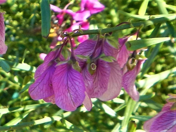 Ботанический Сад Kirstenbosch National Botanical Garden