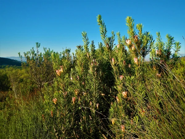 Ботанический Сад Kirstenbosch National Botanical Garden
