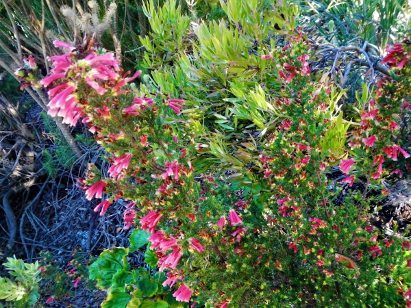 Ботанический Сад Kirstenbosch National Botanical Garden
