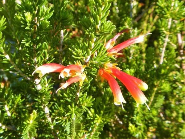 Ботанический Сад Kirstenbosch National Botanical Garden