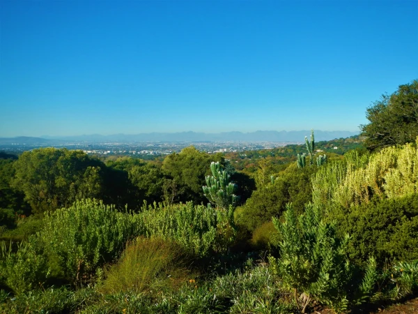 Ботанический Сад Kirstenbosch National Botanical Garden