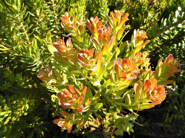 Ботанический Сад Kirstenbosch National Botanical Garden