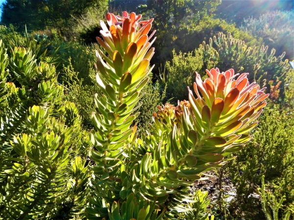 Ботанический Сад Kirstenbosch National Botanical Garden