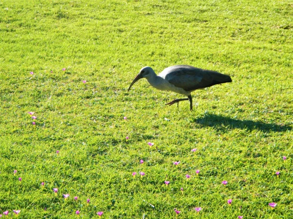 Ботанический Сад Kirstenbosch National Botanical Garden