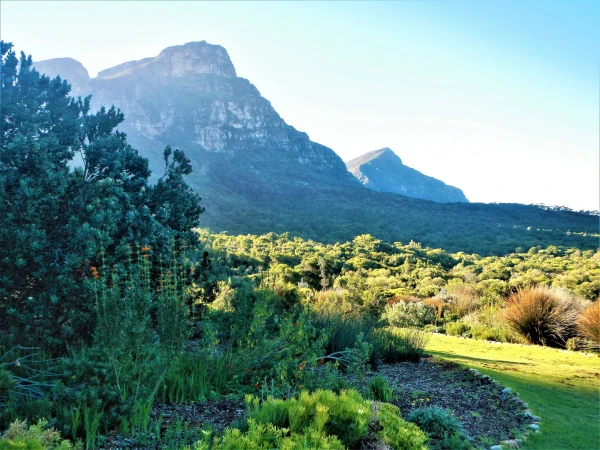 Ботанический Сад Kirstenbosch National Botanical Garden