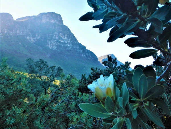 Ботанический Сад Kirstenbosch National Botanical Garden