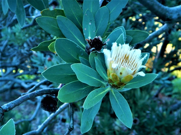 Ботанический Сад Kirstenbosch National Botanical Garden