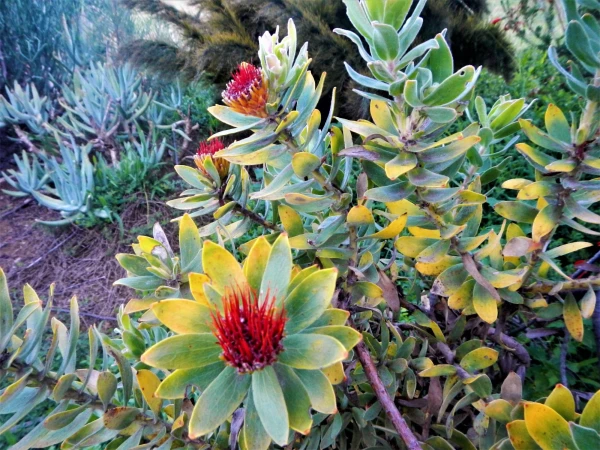 Ботанический Сад Kirstenbosch National Botanical Garden