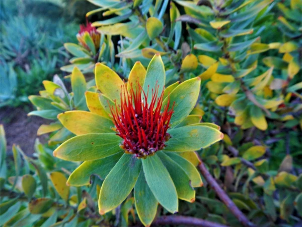 Ботанический Сад Kirstenbosch National Botanical Garden