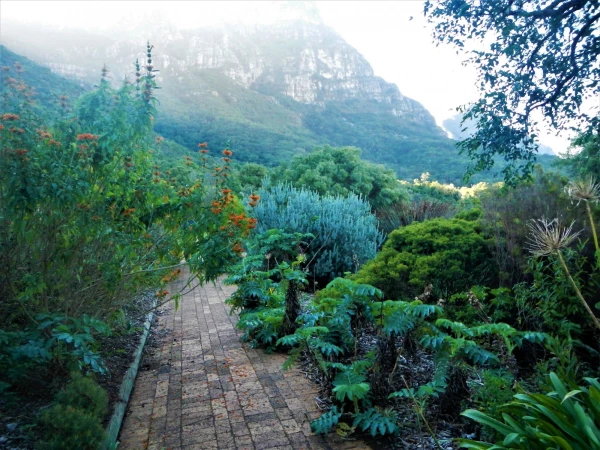 Ботанический Сад Kirstenbosch National Botanical Garden