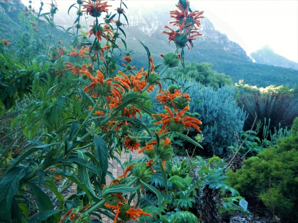 Ботанический Сад Kirstenbosch National Botanical Garden