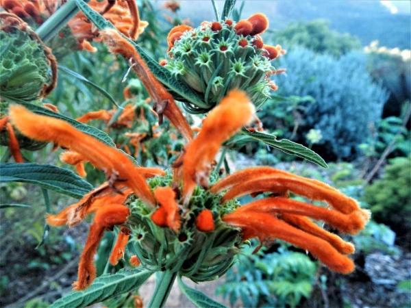 Ботанический Сад Kirstenbosch National Botanical Garden