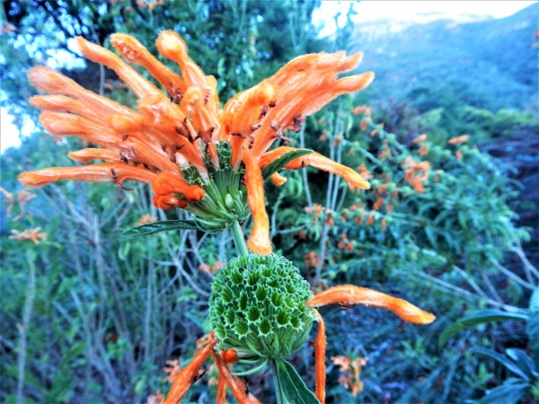 Ботанический Сад Kirstenbosch National Botanical Garden
