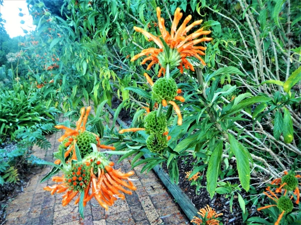 Ботанический Сад Kirstenbosch National Botanical Garden