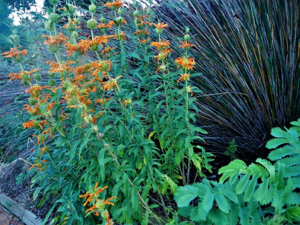 Ботанический Сад Kirstenbosch National Botanical Garden