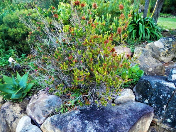 Ботанический Сад Kirstenbosch National Botanical Garden