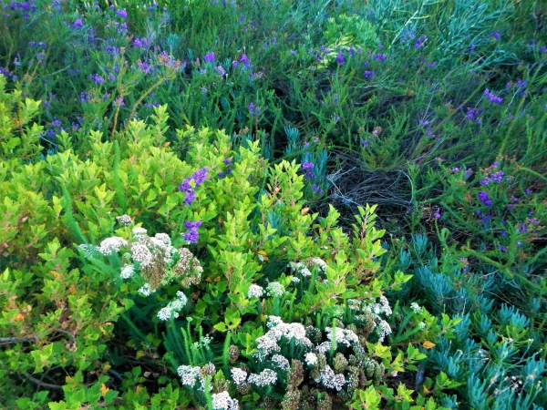 Ботанический Сад Kirstenbosch National Botanical Garden