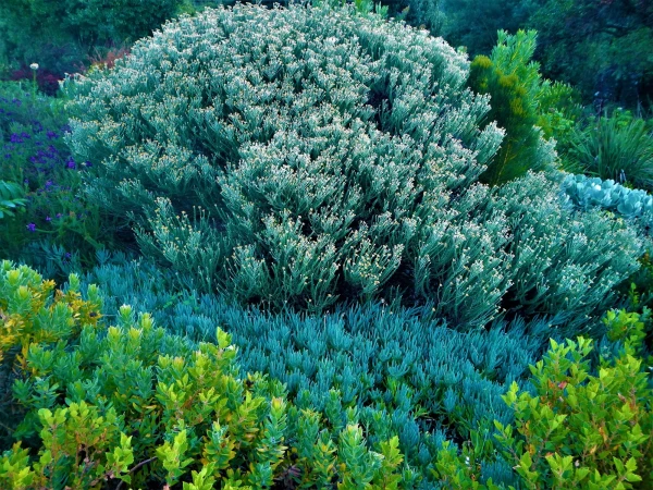 Ботанический Сад Kirstenbosch National Botanical Garden