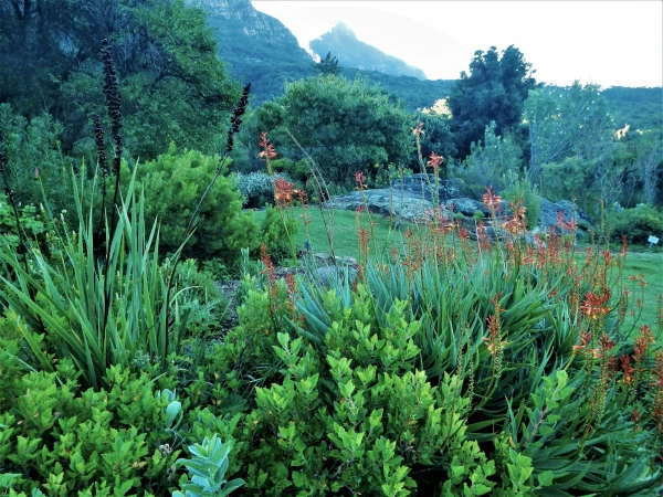 Ботанический Сад Kirstenbosch National Botanical Garden