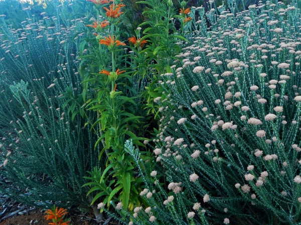 Ботанический Сад Kirstenbosch National Botanical Garden