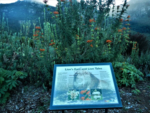 Ботанический Сад Kirstenbosch National Botanical Garden