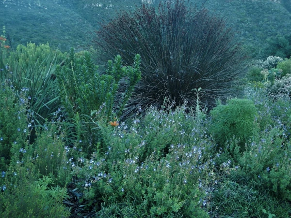 Ботанический Сад Kirstenbosch National Botanical Garden