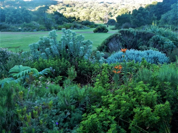Ботанический Сад Kirstenbosch National Botanical Garden